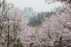  교회 둘러보기 (평강의 봄)