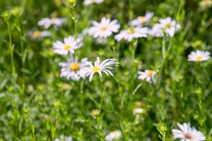  하계대성회 셋째날 오후(구속사강의8-9, 둘러보기)