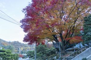 교회 가을 둘러보기