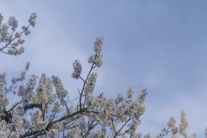  고난주간 특별성회