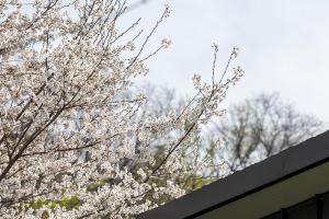  주일 부활절 세례예식