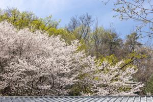  주일 부활절 세례예식